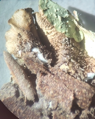 Flavoparmelia caperata