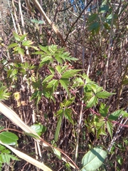 Rubus laciniatus
