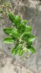 Dunalia brachyacantha