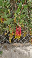 Tristerix penduliflorus