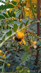 Bombus funebris