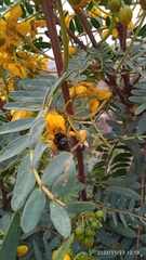 Bombus funebris