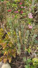 Kalanchoe fedtschenkoi