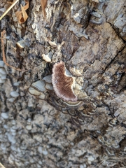 Trametes hirsuta