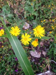 Heterotheca inuloides