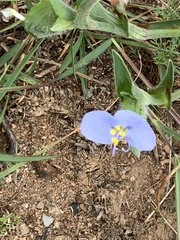 Commelina benghalensis
