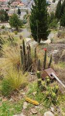 Corryocactus melanotrichus