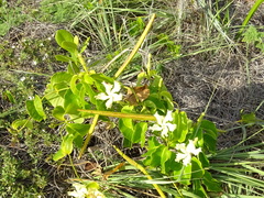 Echites umbellatus