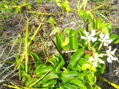 Echites umbellatus