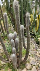 Oreocereus pseudofossulatus