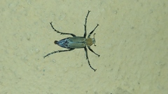 Macrodactylus