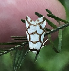 Scaptesyle dichotoma