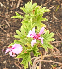 Pelargonium citronellum