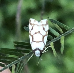 Scaptesyle dichotoma