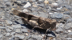 Oedipoda charpentieri