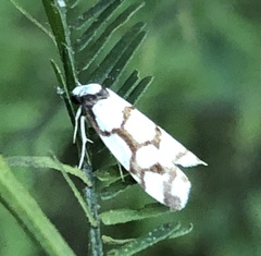 Scaptesyle dichotoma