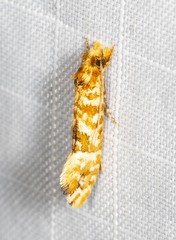 Moerarchis pyrochroa