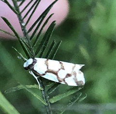 Scaptesyle dichotoma