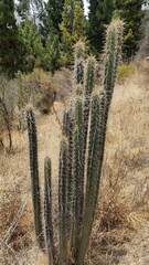 Corryocactus melanotrichus