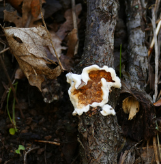 Skeletocutis amorpha