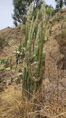 Trichocereus bridgesii