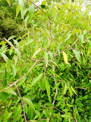 Sebastiania schottiana