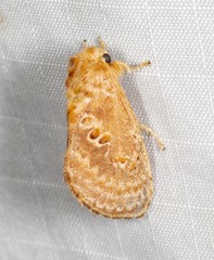 Pseudanapaea denotata