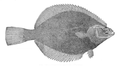 Arctic Flounder photo 2