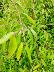 Sebastiania schottiana