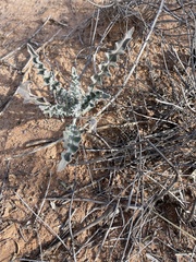 Dimorphocarpa wislizeni