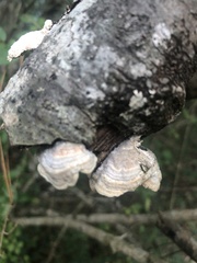 Trametes betulina