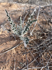 Dimorphocarpa wislizeni