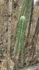 Trichocereus bridgesii