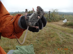 Peromyscus gratus