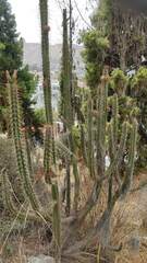 Corryocactus melanotrichus