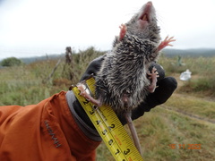 Peromyscus gratus