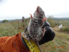 Peromyscus gratus