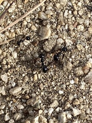 Veromessor pergandei