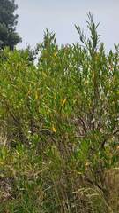 Dodonaea viscosa