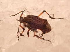 Tuberolachnus salignus