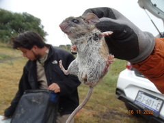 Peromyscus gratus