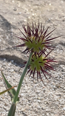 Cenchrus longispinus