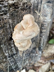 Trichoderma peltatum