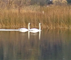 Cygnus