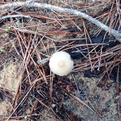 Strobilurus stephanocystis