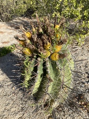 Ferocactus townsendianus