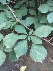 Pachysandra procumbens