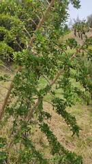 Dunalia brachyacantha