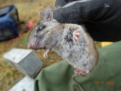 Heteromys irroratus
