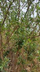 Dunalia brachyacantha